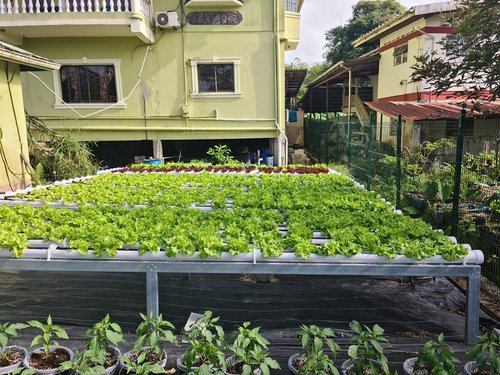 Hydroponic 1.jpg