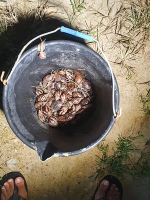 snail 3.jpeg