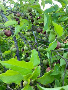 G Cherry.jpg