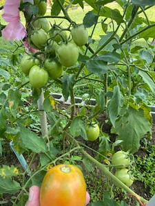 Tomatoes.jpg