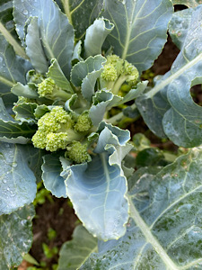 Broccoli.JPG
