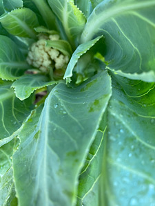 Cauliflower.JPG