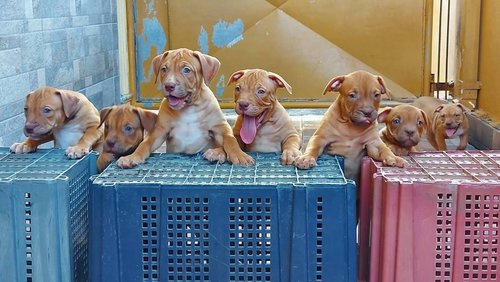 puppy%20resize.jpg