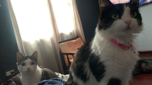 CATS.jpeg