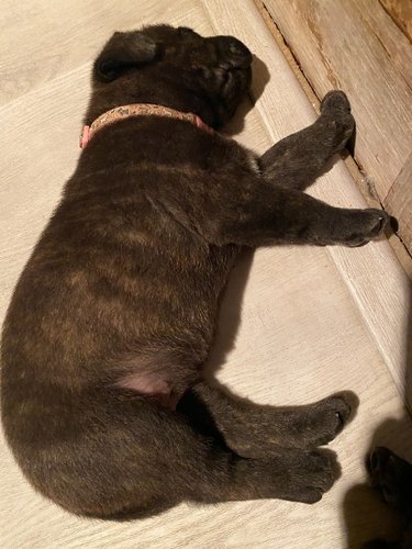Pups 1_ccexpress.jpeg