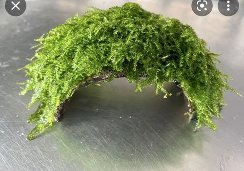 moss_coconut_husk_fish_betta_d_1648544099_c810670a.jpg