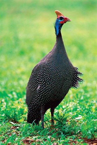 Helmet-guinea-fowl.jpg