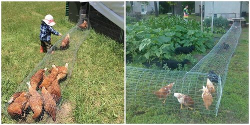 chicken-tunnel-1518108851.jpg