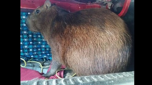 7018c6d426a3c44138e7d30e043f8156capybara-el-socorro-wildlife-centre.jpg