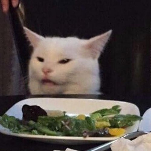 smudge-the-viral-cat.jpg