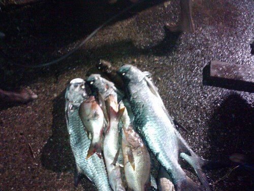 Pic_0001.jpg