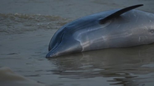 230930204341-01-amazon-river-dolphins-dead-drought.jpg