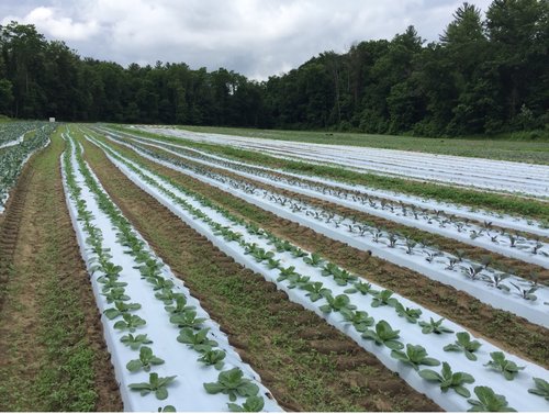 BDM-at-Gresczyk-Farms.jpg