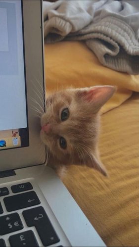 mycat.jpg