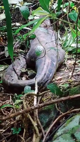 locals-cut-snakes-belly-mother-907847247.jpg