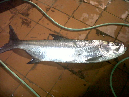 IMG00176-20111016-1814.jpg