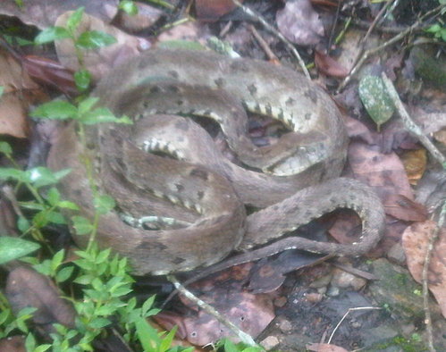 IMG00529-20111016-1032.jpg