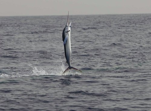 White Marlin.jpg