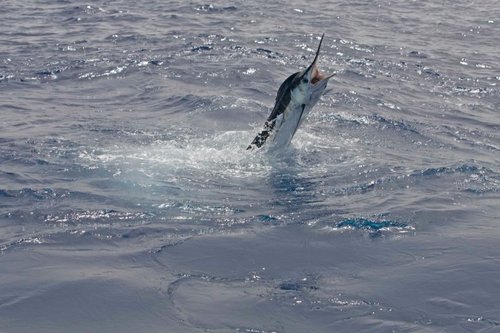 White Marlin 3.jpg
