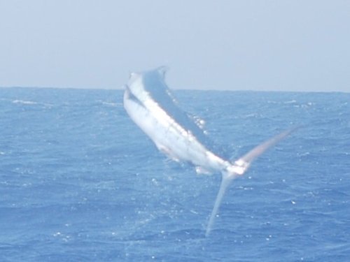 Marlin Flying .jpg