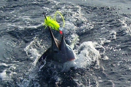 mad marlin on a Ballyhood PAYBACK monster ''jet lure .jpg