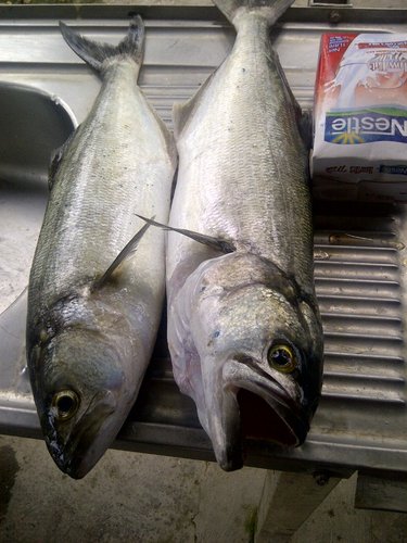anchoa.jpg
