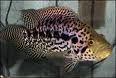 Jaguar cichlid (Managuense).jpg