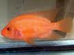 red devil cichlid.jpg