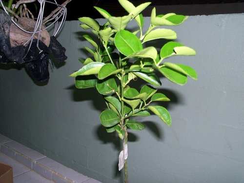 100_0693.JPG