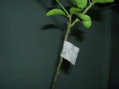 100_0694.JPG