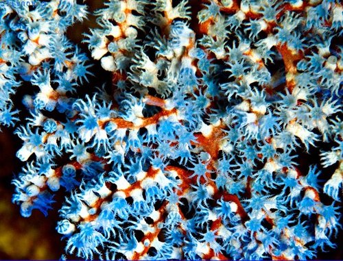 Blueberry Gorgonian.jpg