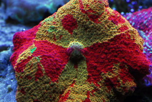 mushroom 2.jpg