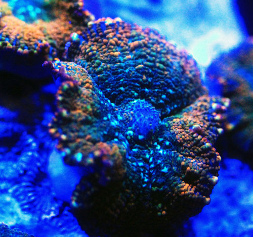 mushroom 3.jpg