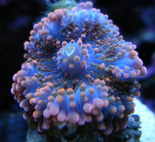 mushroom 5.jpg