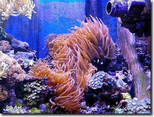 frameanemone6lc7.jpg