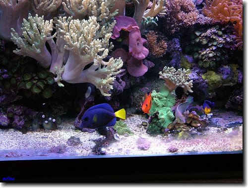 framefish5ho2.jpg