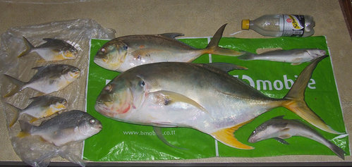 all fish.jpg