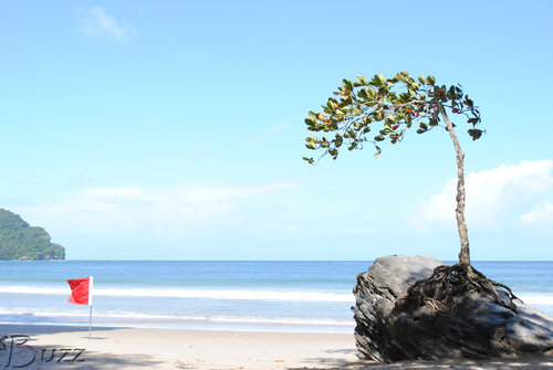 cuevas tree small copy.jpg