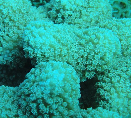 Acrapora coral.JPG