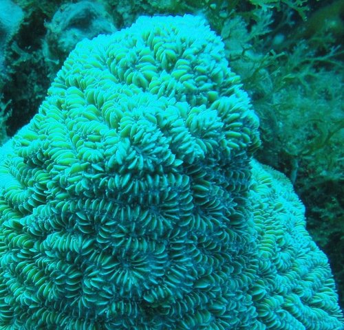 Brain coral.JPG