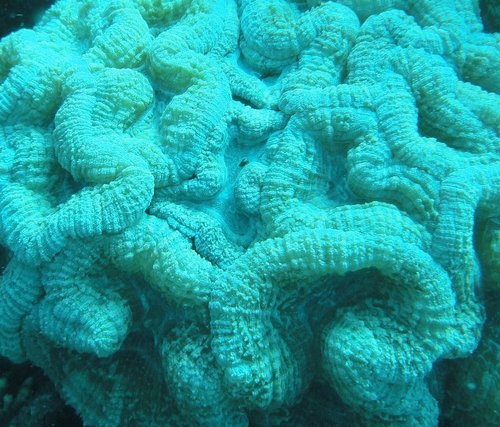 Coral.JPG