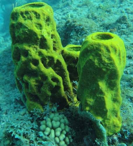 Sponge.JPG