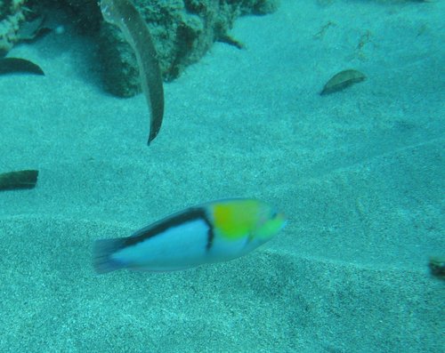 Wrasse.JPG
