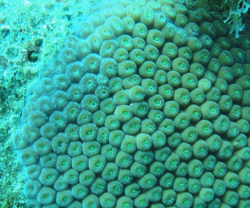 Coral.JPG