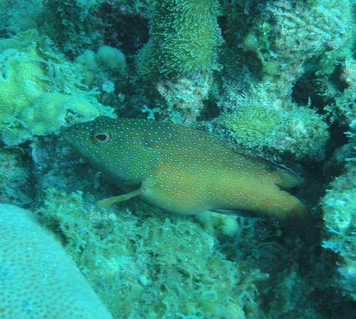 Grouper.JPG