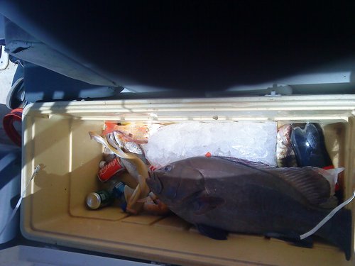 grouper.JPG