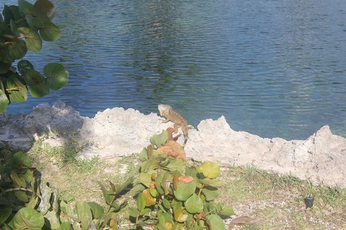 IMG_1455.JPG