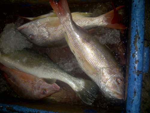 2fish.jpg