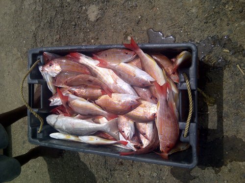 1fish.jpg