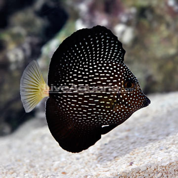 Gem Tang.jpg